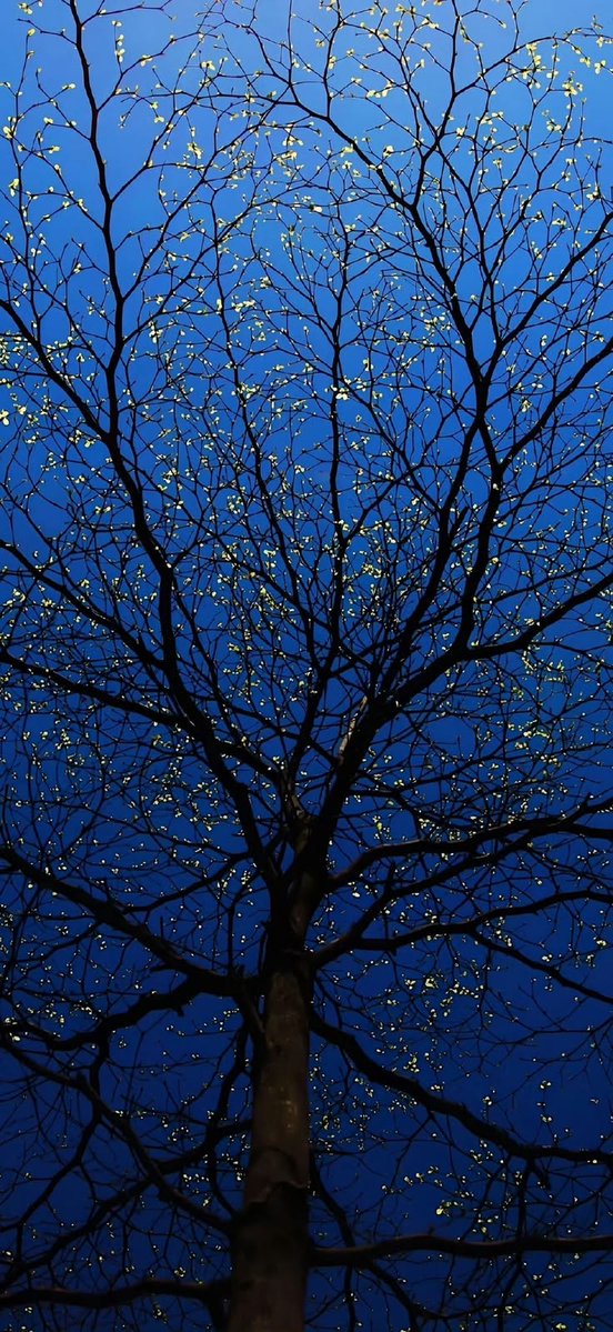 Whispering Nature tweet media