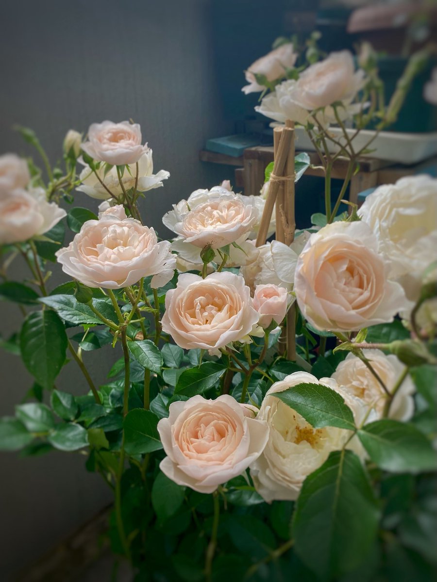 teftefff14's tweet photo. お久しぶりです😊
トーマス、ジェネラスガーデナー、デズデモーナ🌹
膝に乗ってきて撫で待ちのぶいぶい🐰
相変わらずうさぎとは思えない位くっつき虫🐰

 #バラ  #イングリッシュローズ
 #ホーランドロップ
 #ブルーアイドホワイト https://t.co/BPrZZHTvDX