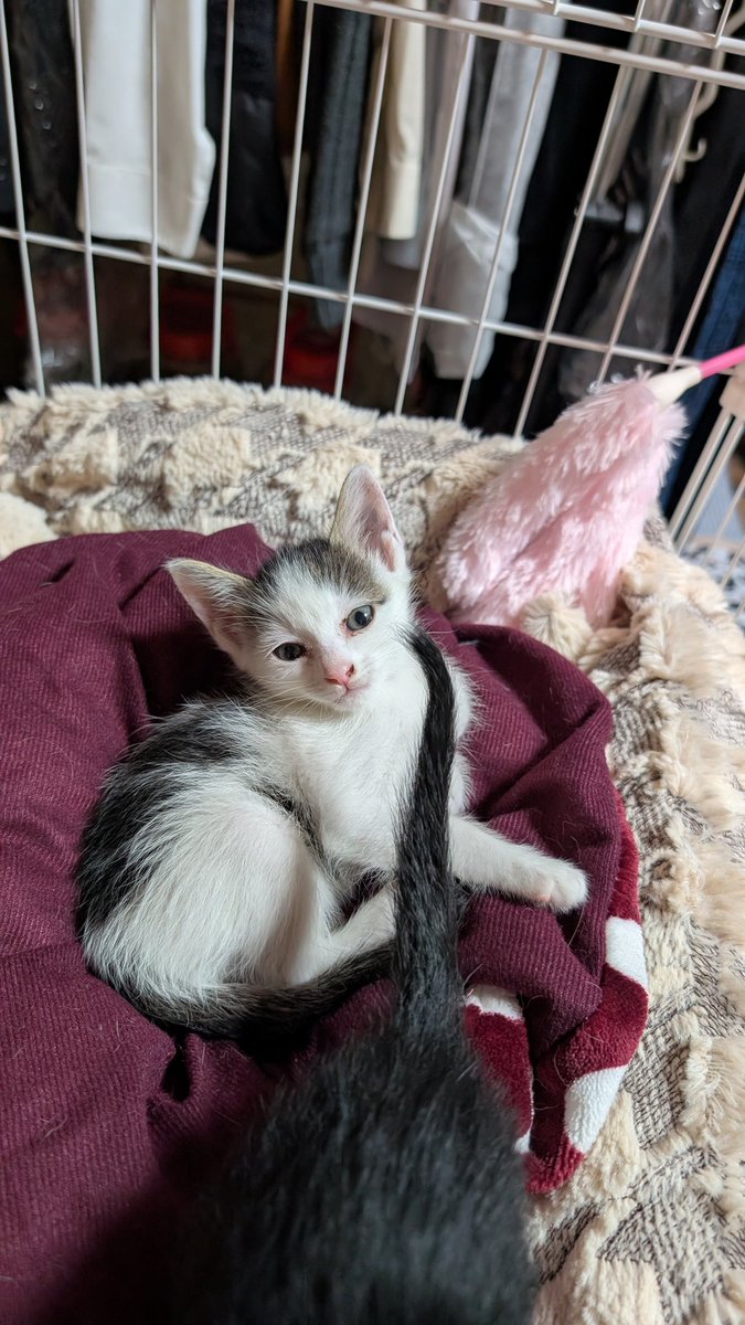 ruoshine's tweet photo. 猫 https://t.co/5HROnn2epJ
