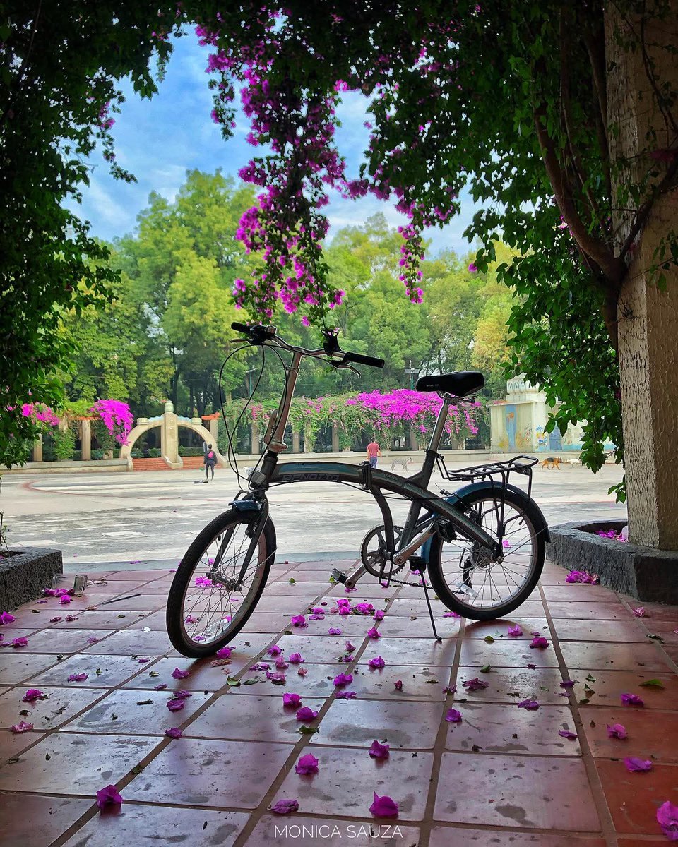 mosave_87's tweet photo. Se me va de los dedos la caricia sin causa,
se me va de los dedos... En el viento, al pasar,
la caricia que vaga sin destino ni objeto,
la caricia perdida ¿quién la recogerá?
Alfonsina Storni
📷 IG: monicasauza
#cdmx #parquemexico #enbici #bugambilias https://t.co/VjFnqeAViC