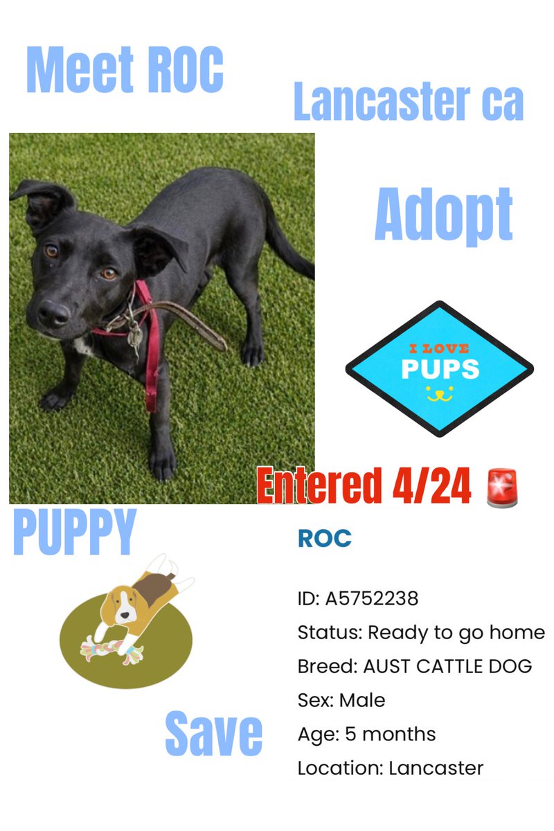 SarahjaneGille1's tweet photo. #PUPPYJEOPARDY in #LOSANGELES #CALIFORNIA ROC 

NO REPOSTS In JEOPARDY TODAY & LONG WEEKEND 🚨‼️🆘🛟

💙 Meet ROC  #A5752238 M  5m #AustralianCattle Dog Entered 4/24 ‼️🆘🚨🛟 Sibling got adopted alone

Contact
5210 West Avenue I
Lancaster, CA 93536
(661) 940-4191
acclancaster@animalcare.lacounty.gov

HELP PLEASE 🙏 🐾 #REPOST #SHARE or #ADOPT 

@LACoAnimalCare @LACoAnimalCare 
@AnimaLancaster @mapleveewesem @SabaMekaZeus