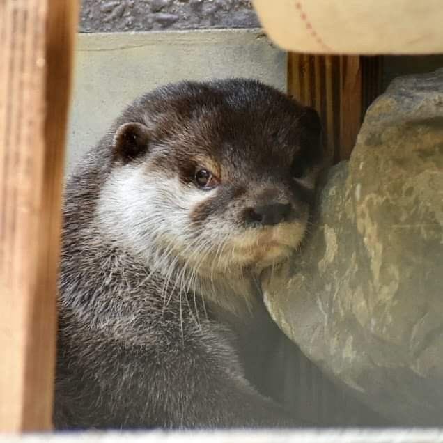 Charlie Cox as Otters tweet media