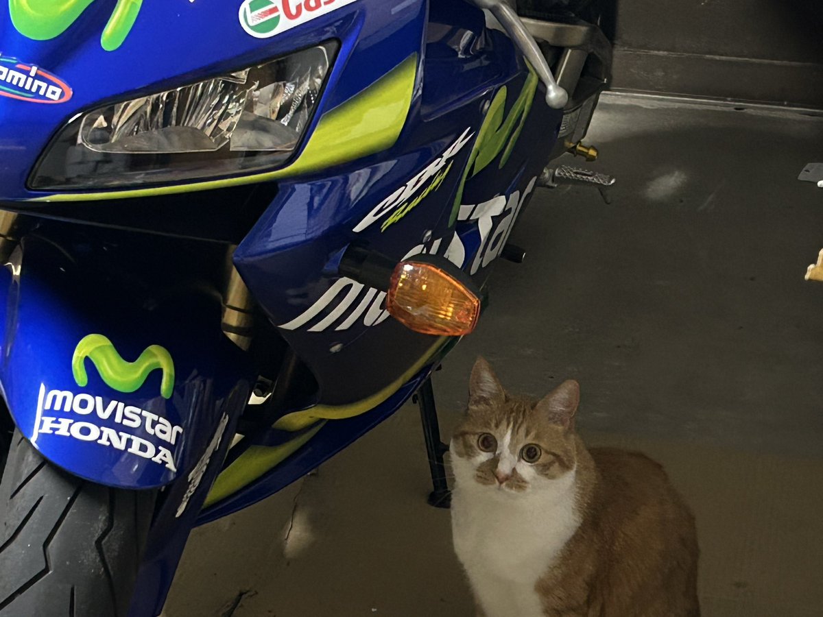 CHIBICO04582315's tweet photo. 愛猫の美海助（みみすけ）。来月で推定5才です。 https://t.co/kdEpO9o5QM