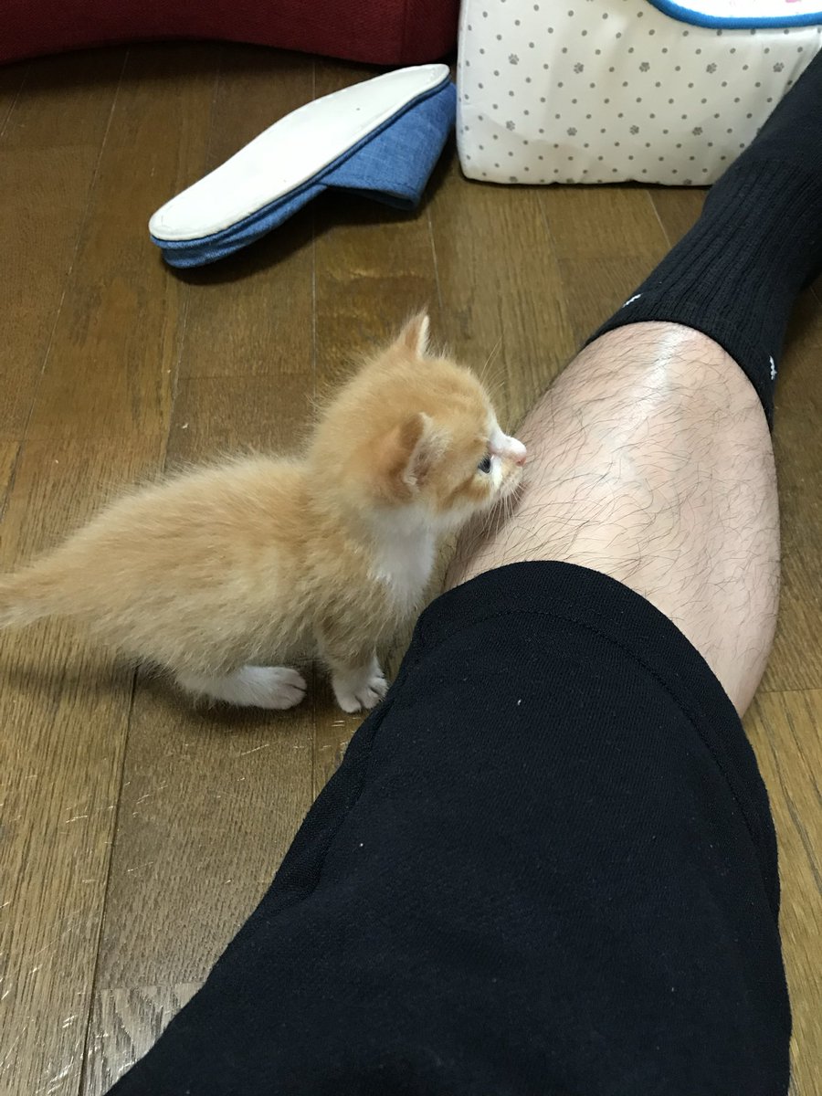 CHIBICO04582315's tweet photo. 愛猫の美海助（みみすけ）。来月で推定5才です。 https://t.co/kdEpO9o5QM