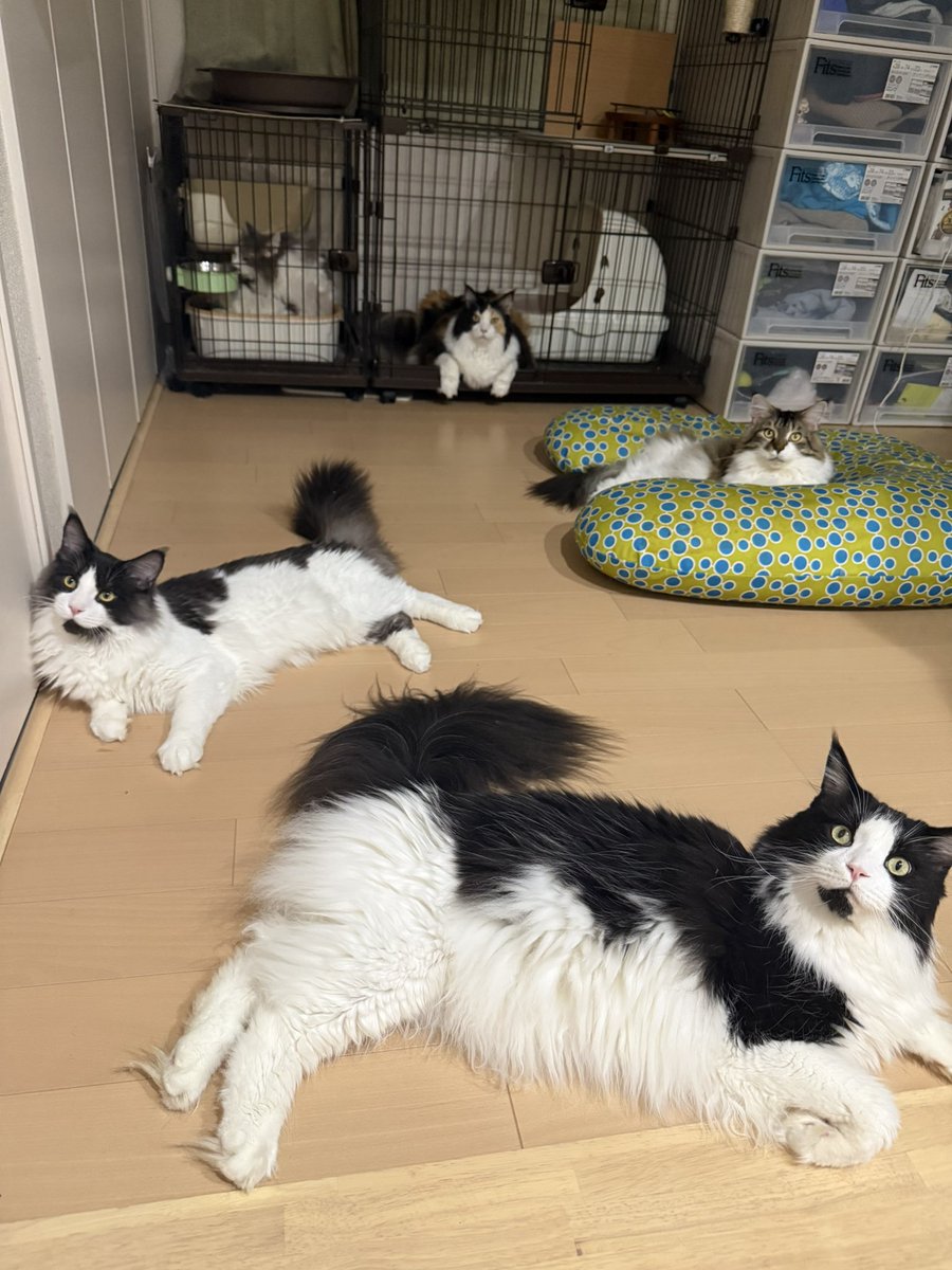 Post by きじとらねこ64 on X: デカ猫 全員集合