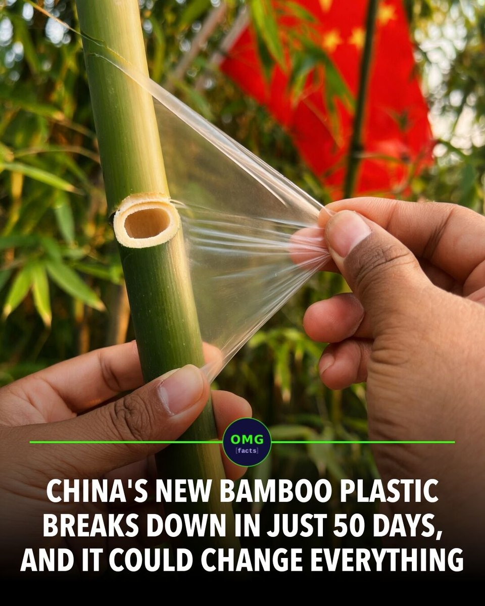 OMGFacts's tweet photo. 🌍 Bamboo plastic fully decomposes in 50 days.

Chinese researchers turned bamboo into a bioplastic twice as strong as polystyrene.

Plastic crisis solved? Maybe.

Sources: Nature Communications, Good News Network

#omgfacts #Bamboo #Sustainability https://t.co/PRRZ9vrOV9
