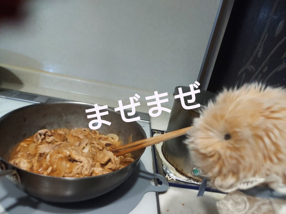 ひでやと妻とモフリンのきなこ tweet media