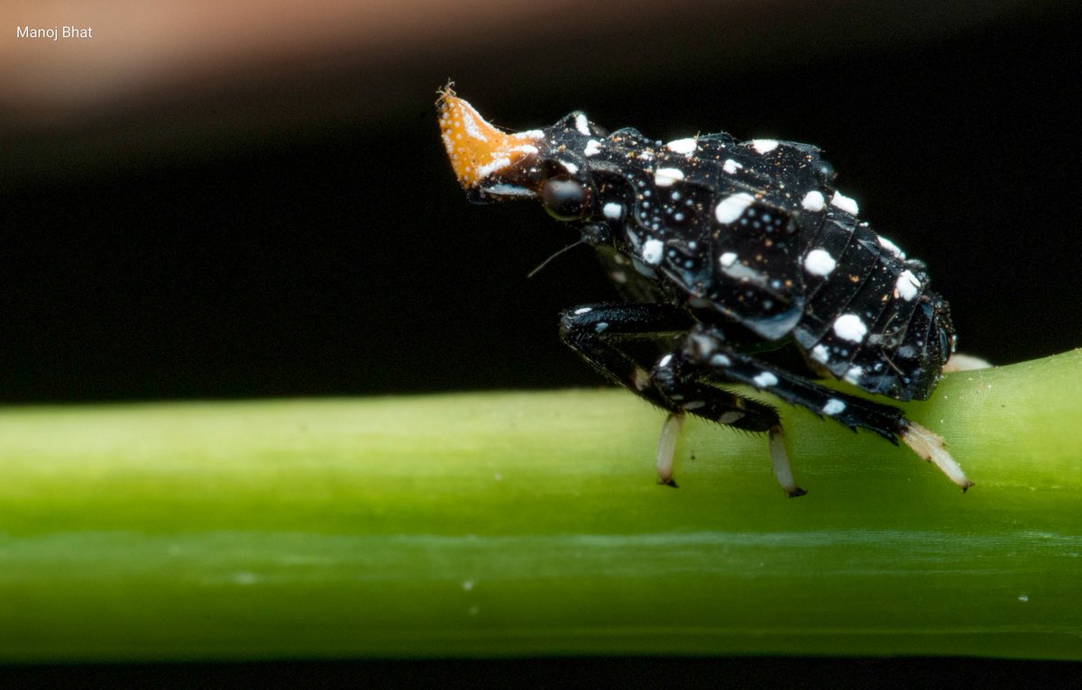 Manoj_Bhat_'s tweet photo. Fulgorid nymph
Kalidasa albiflos
Shot using @Canon_India 
@inaturalist https://t.co/PGfrGzRZ1K