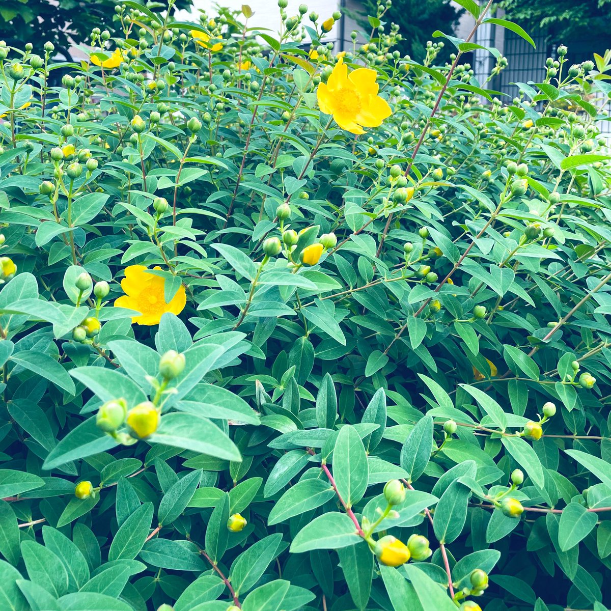 寂草 tweet media