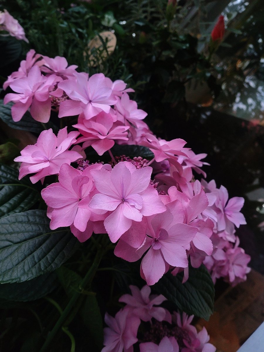 pine_bell tweet picture