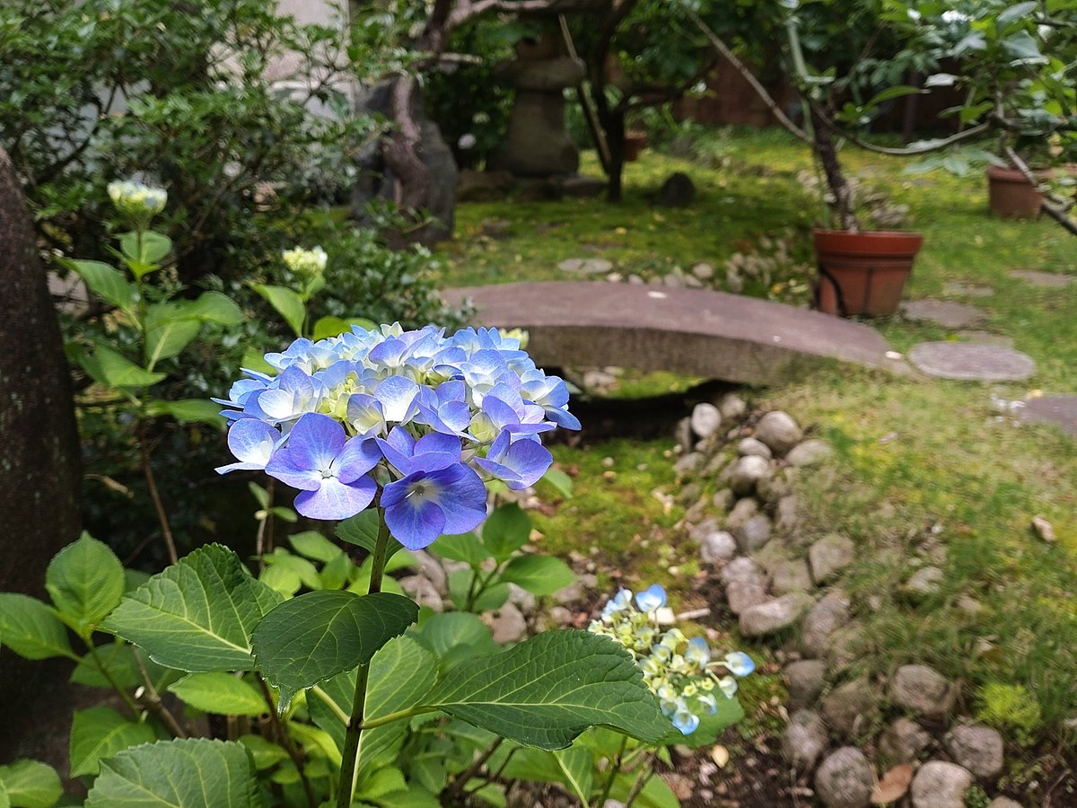 pine_bell tweet picture