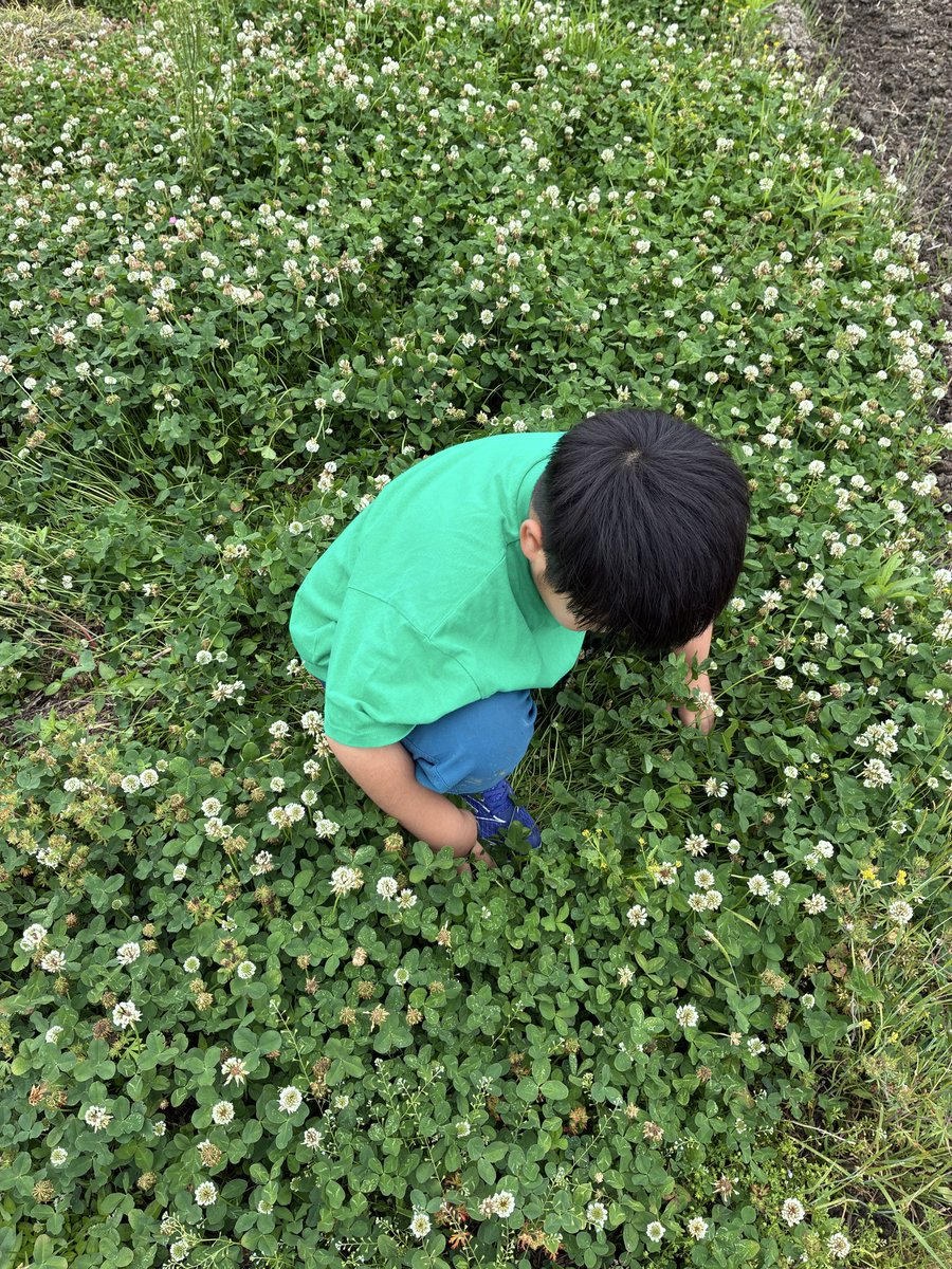 aaeknorstuy's tweet photo. 四つ葉探しがマイブーム✨
子供って探すのが上手で羨ましい🤣 https://t.co/L64rJRAF5Y