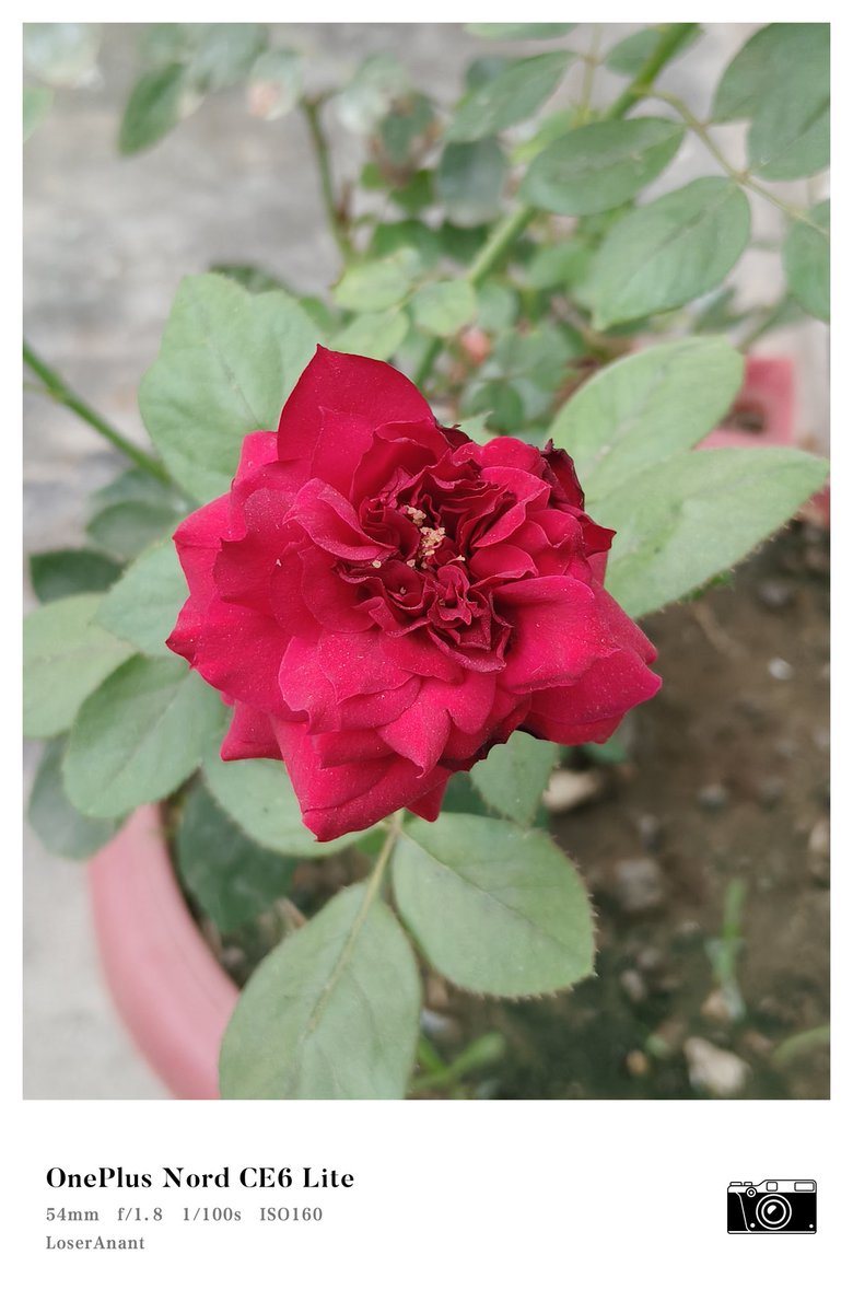 LoserAnant's tweet photo. Oneplus CE 6 Lite camera samples.

#OnePlusCE6Lite https://t.co/ajraK9SBtL