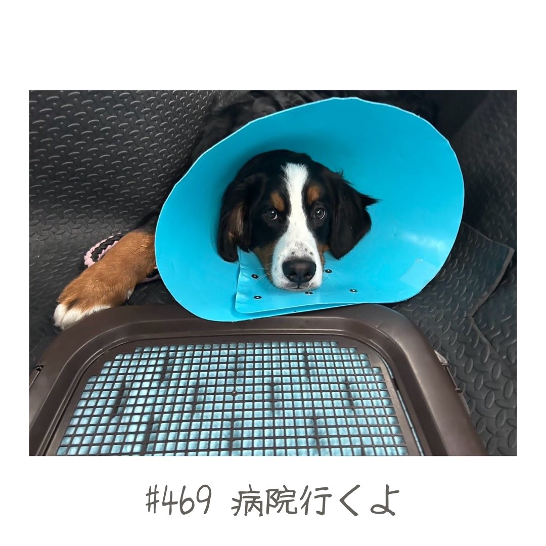 comugi_labrador's tweet photo. #469 病院行くよ
※過去の振り返りなので今は元気です！
＊
エリザベスカラー生活中の大福。
手術から1週間経って、糸抜きに行きます。
今日でエリザベスカラー取れるといいね。
#バーニーズマウンテンドック 
#大福のへや #病院行くよ https://t.co/w7NQ3O84gc