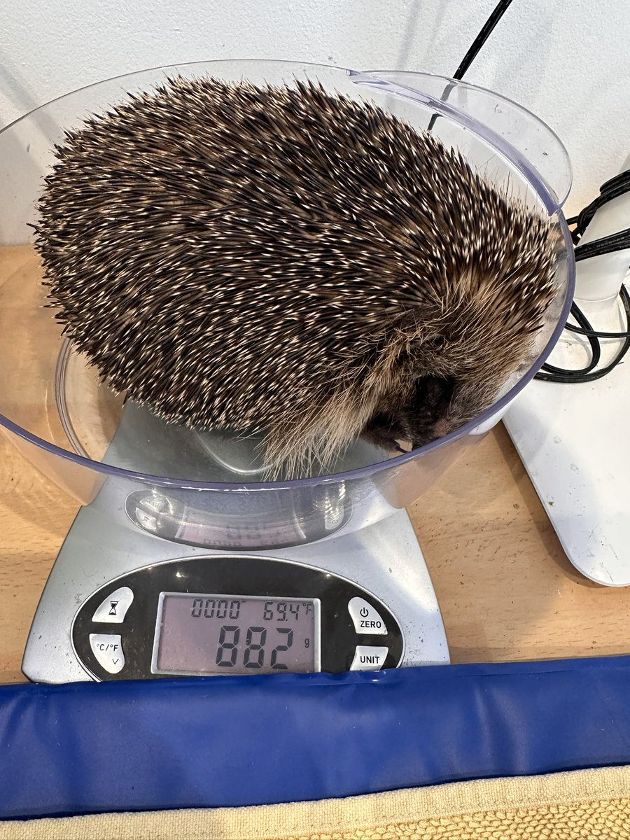 (⫩)Helen Hedgehogs 🦔 tweet media