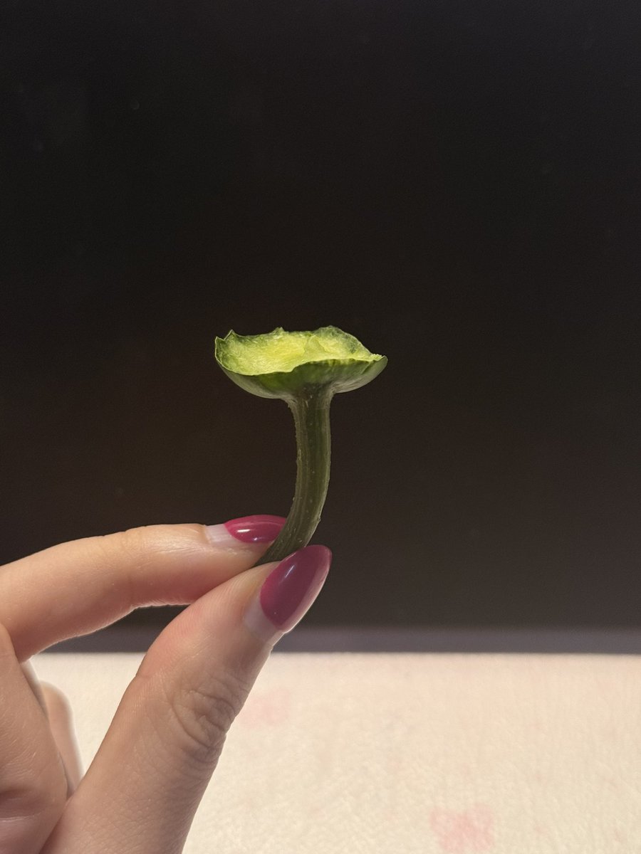 spiiicy047's tweet photo. 减脂期的加餐是放在这里嘛🥺
(已严肃擦干净吃光！浪费食物的事我做不到 谢谢！（主要是减肥真的很饿啊…🙂‍↕️ https://t.co/VmCCrmapEB