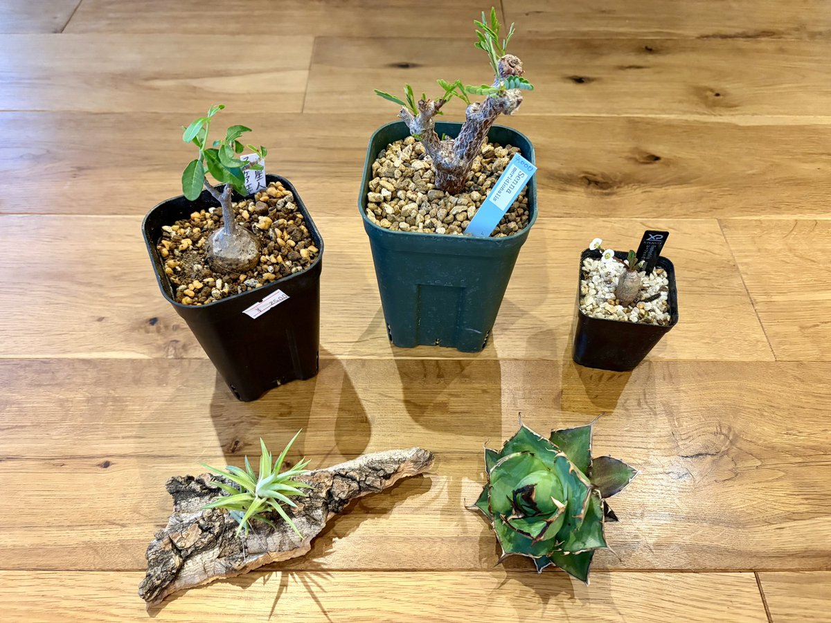 sa104n321's tweet photo. 五反田TOCビルでやっていた多肉植物ビッグバザールで久しぶりに仲間が増えた。

右下から、
アガベ　チタノタ　ハデス
ティランジア・ネグレクタ
フォッケア・エデュリス（火星人）
センナ・メリディオナリス
ユーフォルビア・スパンリンギー https://t.co/VNLjt0M1rU