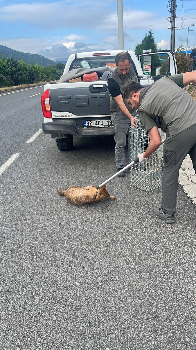 DkmpManisa's tweet photo. Manisa DKMP Şefliğimiz sınırları içerisinde bulunan Ahmetli ilçesi Gökkaya Mahallesi’nde, 24.05.2026 tarihinde araç çarpması sonucu yaralanan bir çakal, ekiplerimiz tarafından alınarak tedavisinin yapılması amacıyla koruma altına alınmıştır.

Tedavisine başlanmış olup, sağlığına kavuşmasının ardından yeniden doğal yaşam alanına bırakılacaktır.