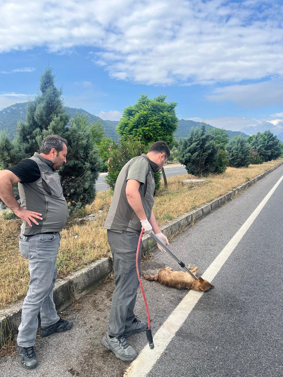 DkmpManisa's tweet photo. Manisa DKMP Şefliğimiz sınırları içerisinde bulunan Ahmetli ilçesi Gökkaya Mahallesi’nde, 24.05.2026 tarihinde araç çarpması sonucu yaralanan bir çakal, ekiplerimiz tarafından alınarak tedavisinin yapılması amacıyla koruma altına alınmıştır.

Tedavisine başlanmış olup, sağlığına kavuşmasının ardından yeniden doğal yaşam alanına bırakılacaktır.