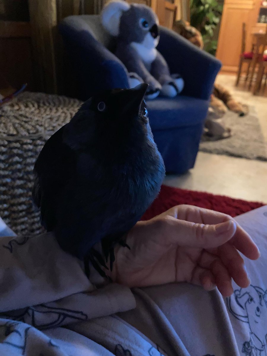 Birds Colour 🕊️ tweet media