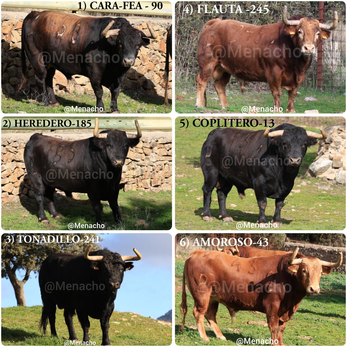 objetivoeltoro's tweet photo. 🔴 MADRID 🐂
Orden de lidia y datos de los toros de #Alcurrucen en el campo para hoy en #LasVentas
#Fortes #DavidDeMiranda #VictorHernandez 🍀
#camadas2026 #sanisidro2026 https://t.co/7oHNu4zfYP