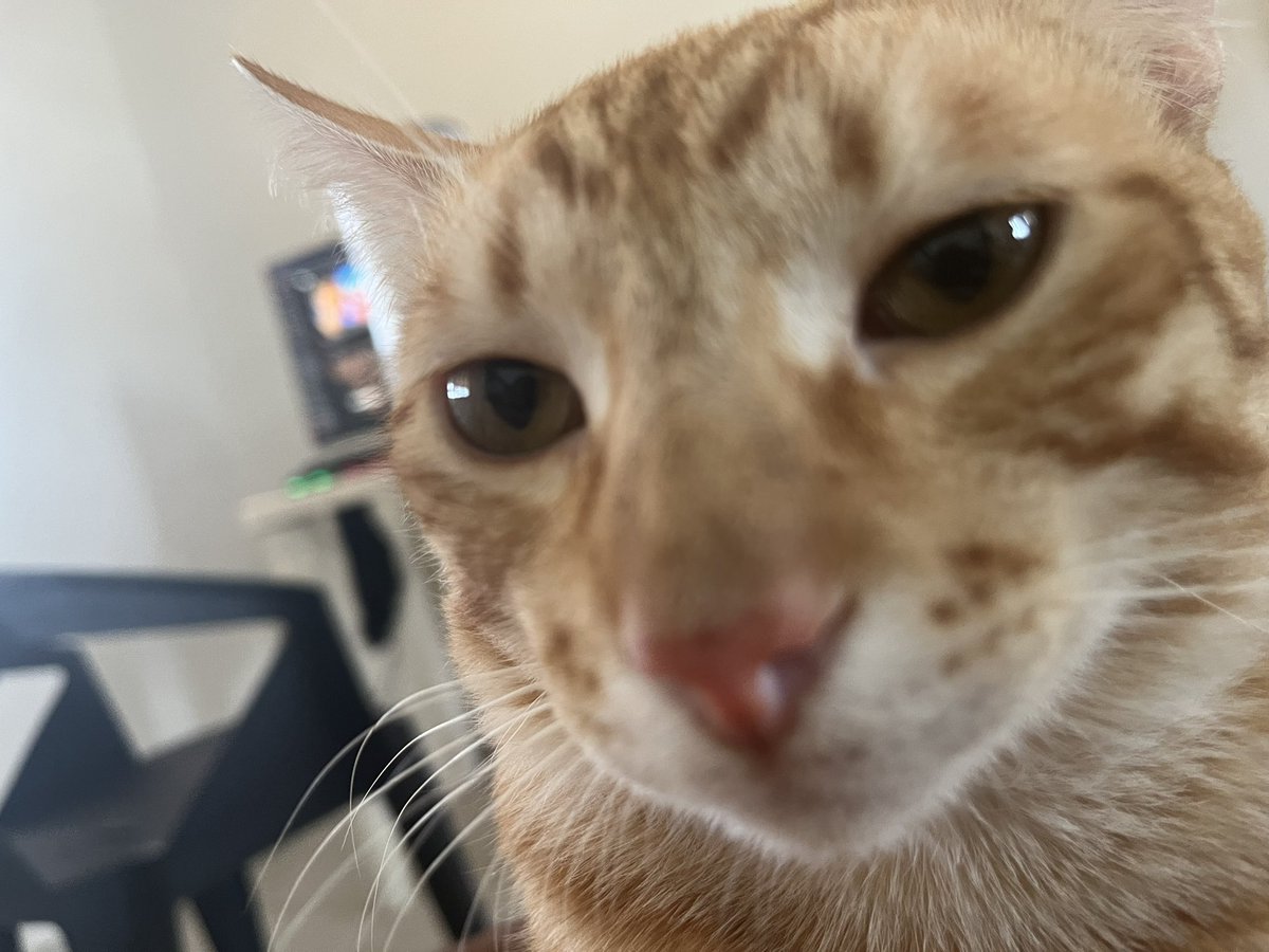 SoyElMarcosgato's tweet photo. Alguien sabe por qué los YouTubers al llegar al millón y tener una carrera establecida deciden arruinarla groomeando? https://t.co/NeLkgZzYQB
