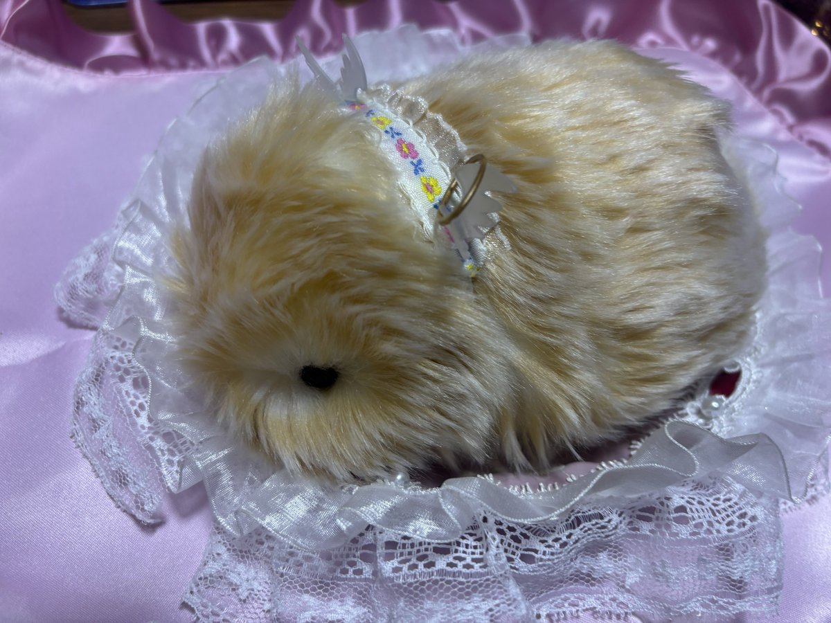 もふちの飼い主 tweet media