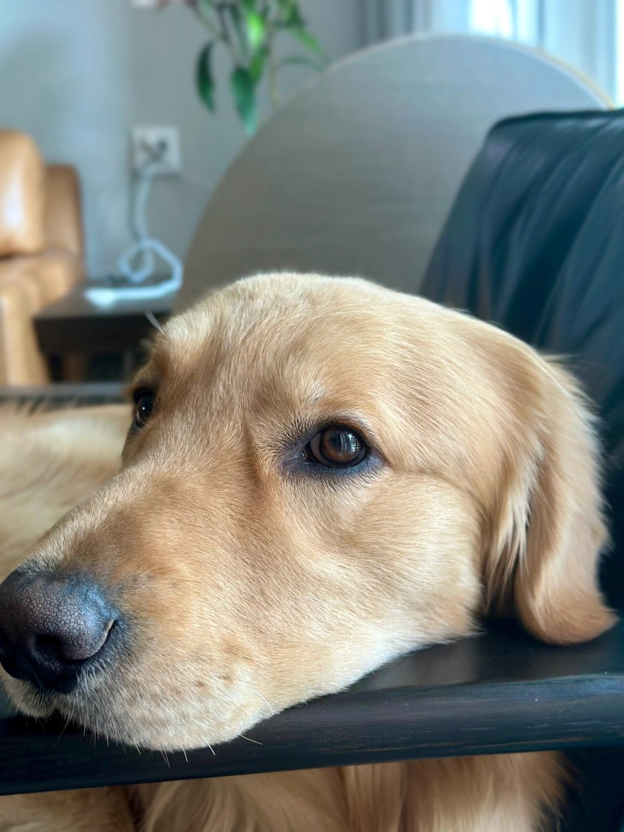 DaveAlfredSecca's tweet photo. My golden retriever, Mochi, just curled up on my lap as I work—suddenly all the busy work feels so warm and sweet. https://t.co/hqEG8RHA7E