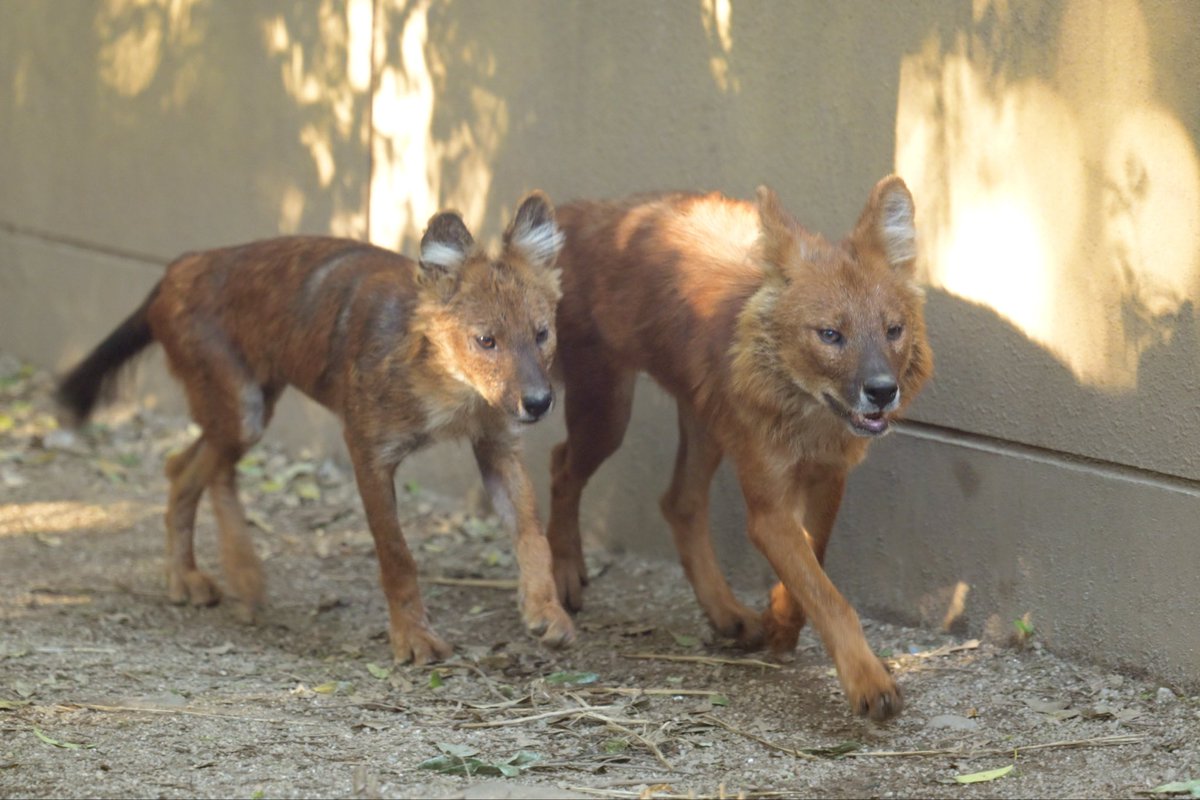 cuonalpi_photo's tweet photo. ポンとジャン

#Dhole ドール
#ズーラシア
2026.05 https://t.co/za7wq5MbZ4
