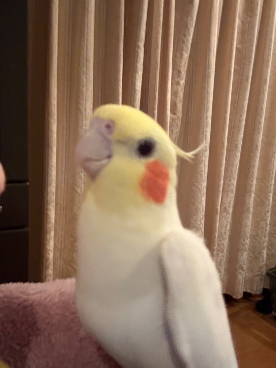 ppp_ppp_sa's tweet photo. ごっきげん！ https://t.co/DTVDy2s4FC
