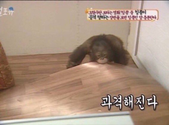 뒷부엉이 tweet media