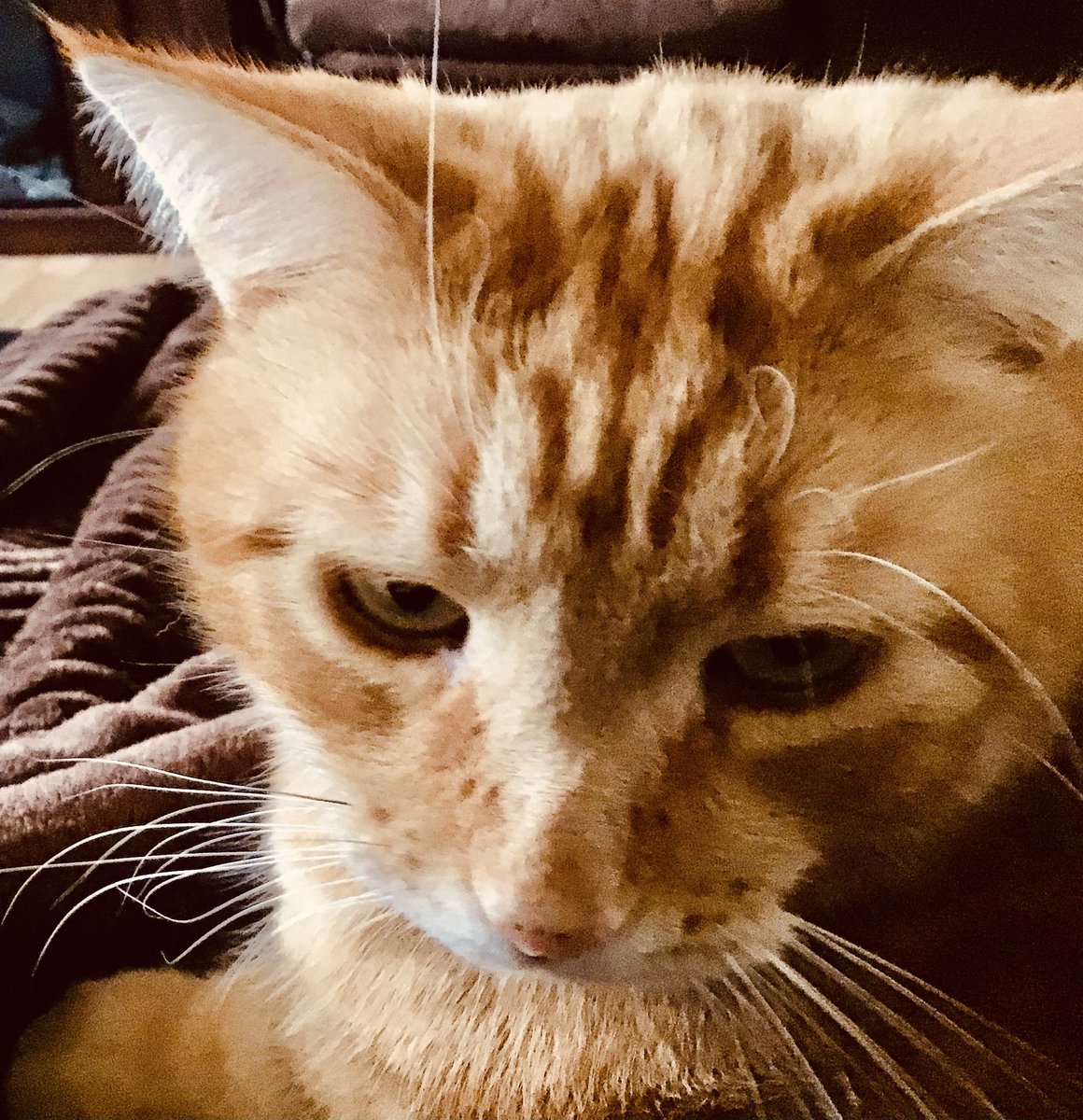 StrayCatMN tweet media
