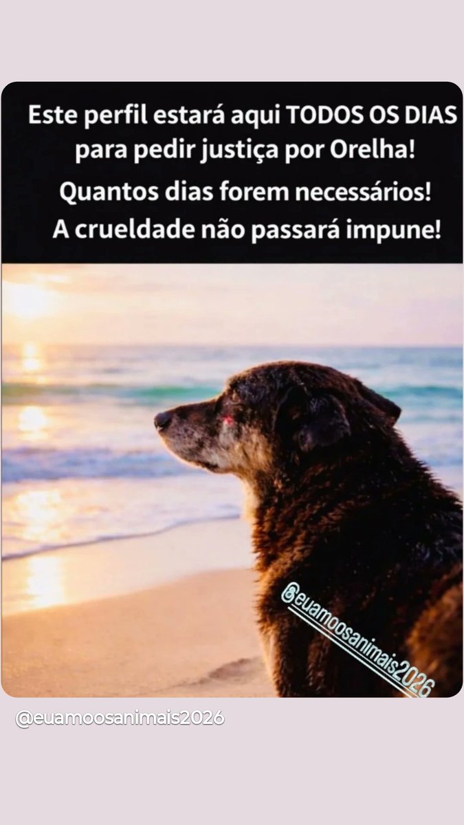 ORELHA VIVE PRA SEMPRE tweet media
