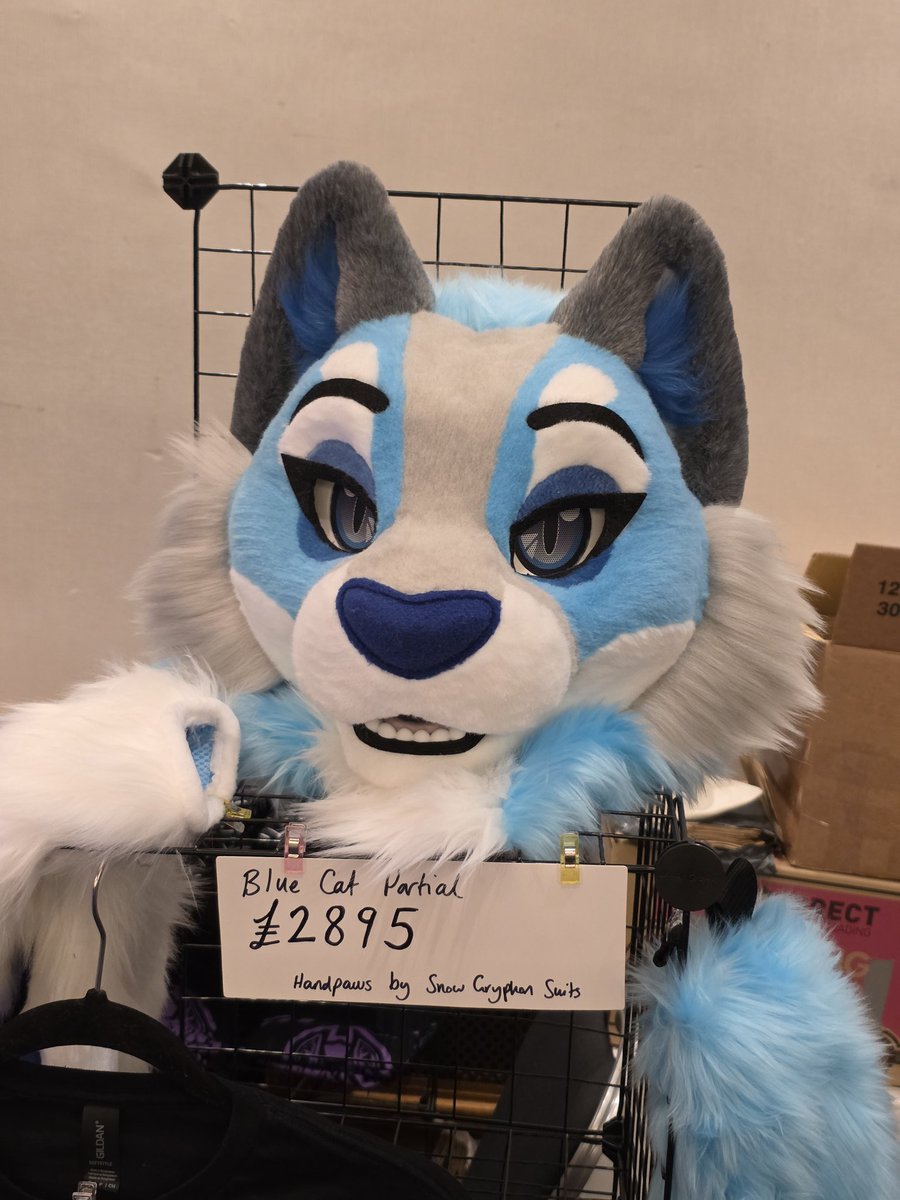 Kloofsuits's tweet photo. Gorgeous kitty is still here @cfconvention @CFzDealers 

- drop me a DM! https://t.co/jaw5jcsxaY