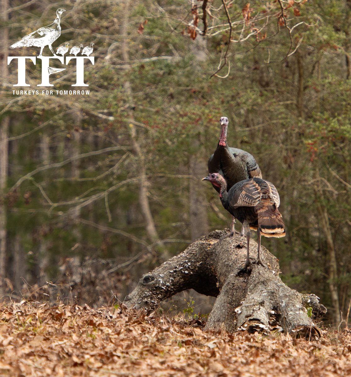 Turkeys for Tomorrow tweet media
