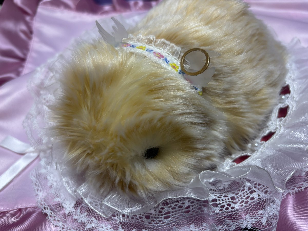 もふちの飼い主 tweet media