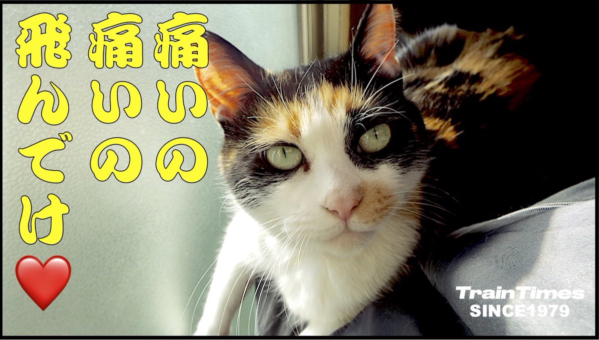 トレインタイムス(YouTubeにてLIVE他公開中) tweet media