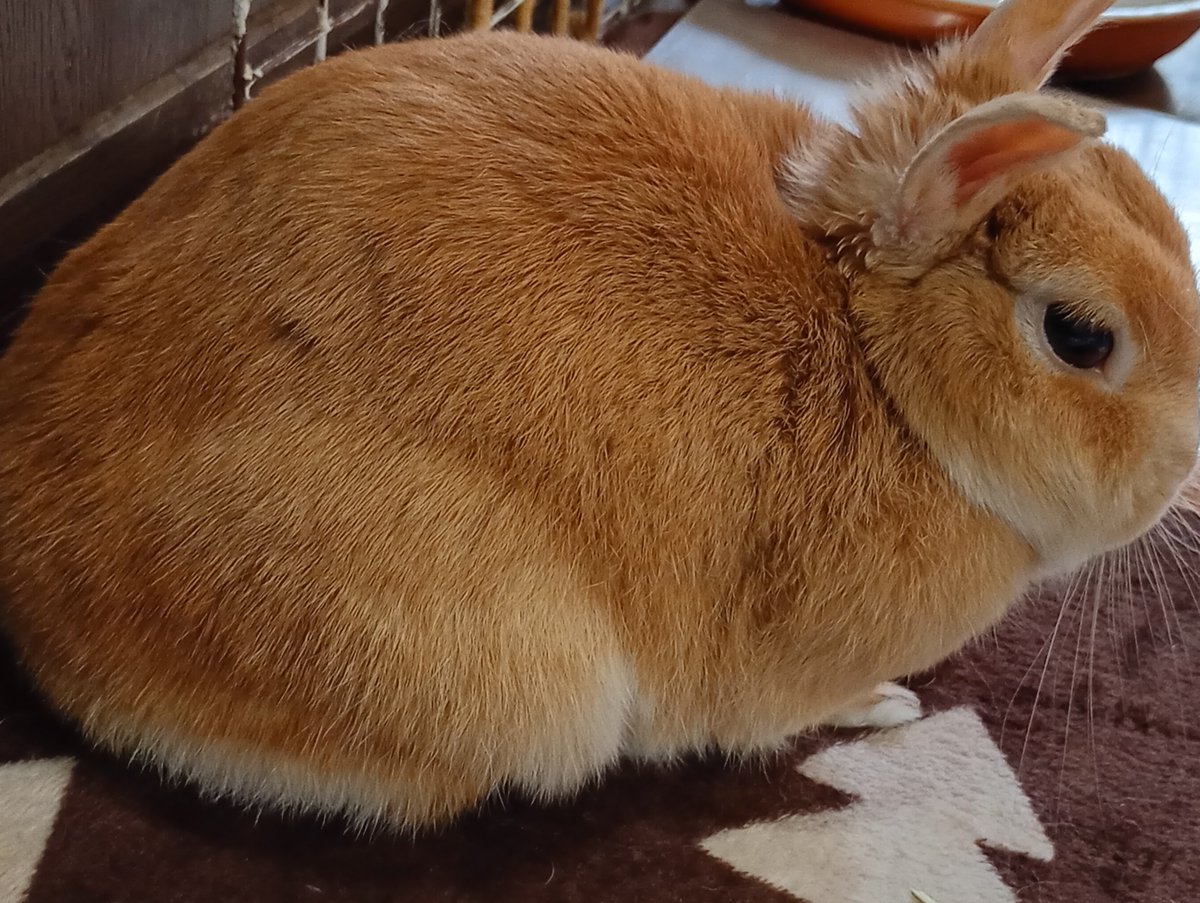 #17サミー🐰ちゃんの飼い主🐰は、今シーズンもサードを守るねん〜🐰 tweet media