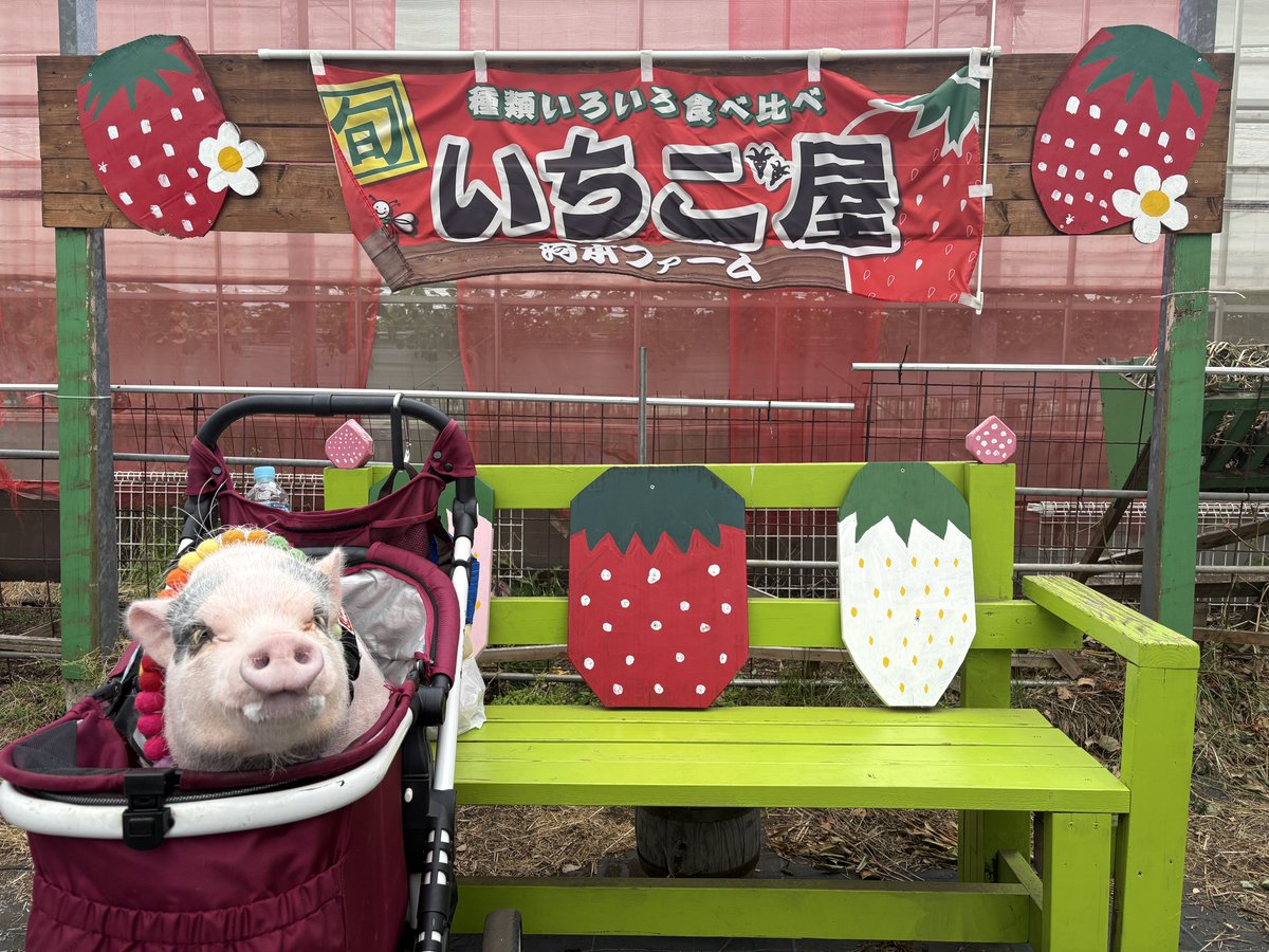 MicropigT's tweet photo. いちご買ってもらいました🩷 https://t.co/r4qn4LQRLf
