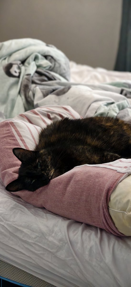 Danidinger's tweet photo. Thoughts and prayers for our fluffy friends during the heatwave in the UK over the next week 😭😭 https://t.co/oi4vMDh8uz