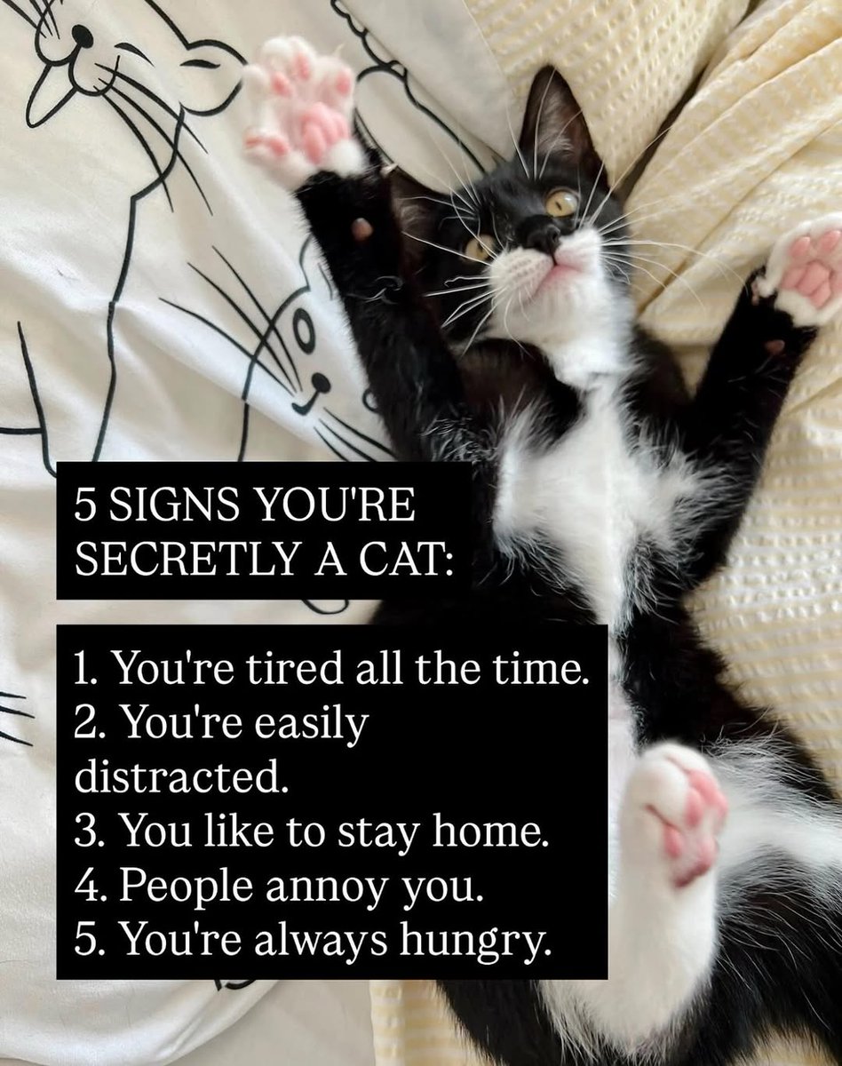 We don't deserve cats 😺 tweet media