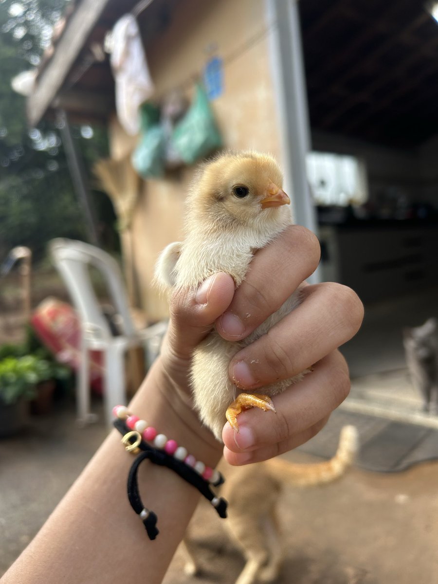 caju com queijo tweet media