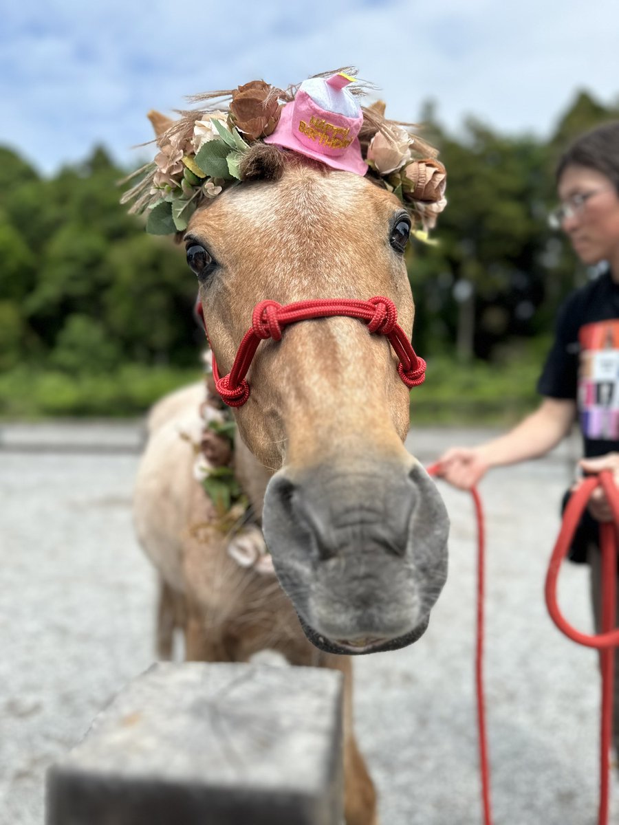 ひいらぎさん 📷🐴 tweet media