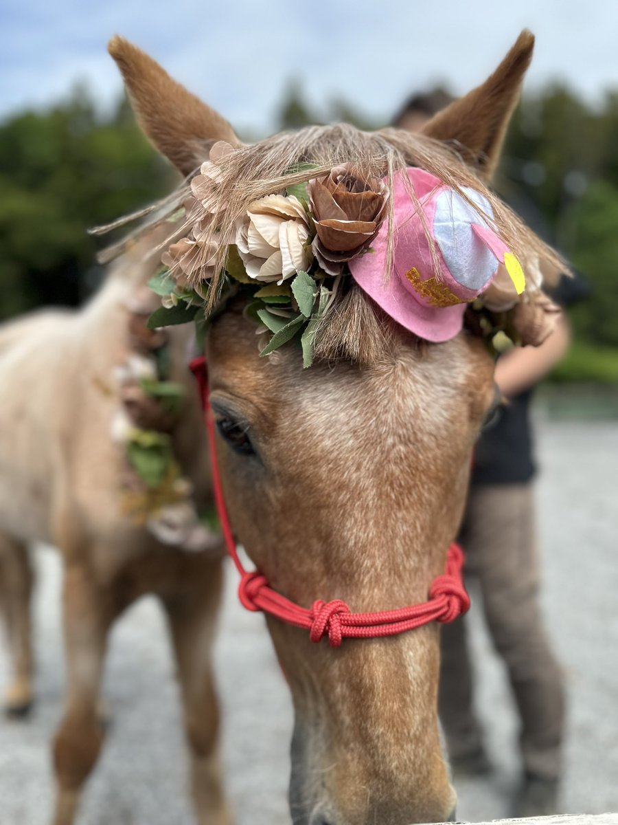 ひいらぎさん 📷🐴 tweet media