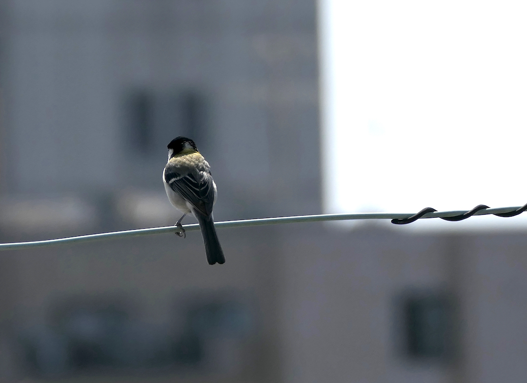 hanaitoton's tweet photo. ベランダからの撮影です

たぶん　シジュウカラ　です
「ピーツピ　ピーツピ」って鳴いていたので
何かに警戒していたんだと思います

カラスかな？　わたしかな？ https://t.co/9X2tizRP0e