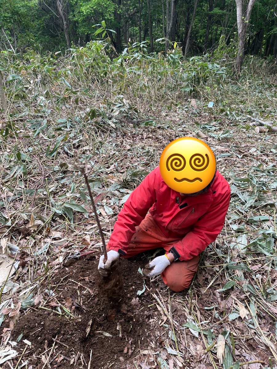 heiwafarm's tweet photo. 鬱蒼とした森を切り開き、梅の木の植え、電気柵を設置しました。
皆様お疲れ様でした。 https://t.co/B8QjtavK2R