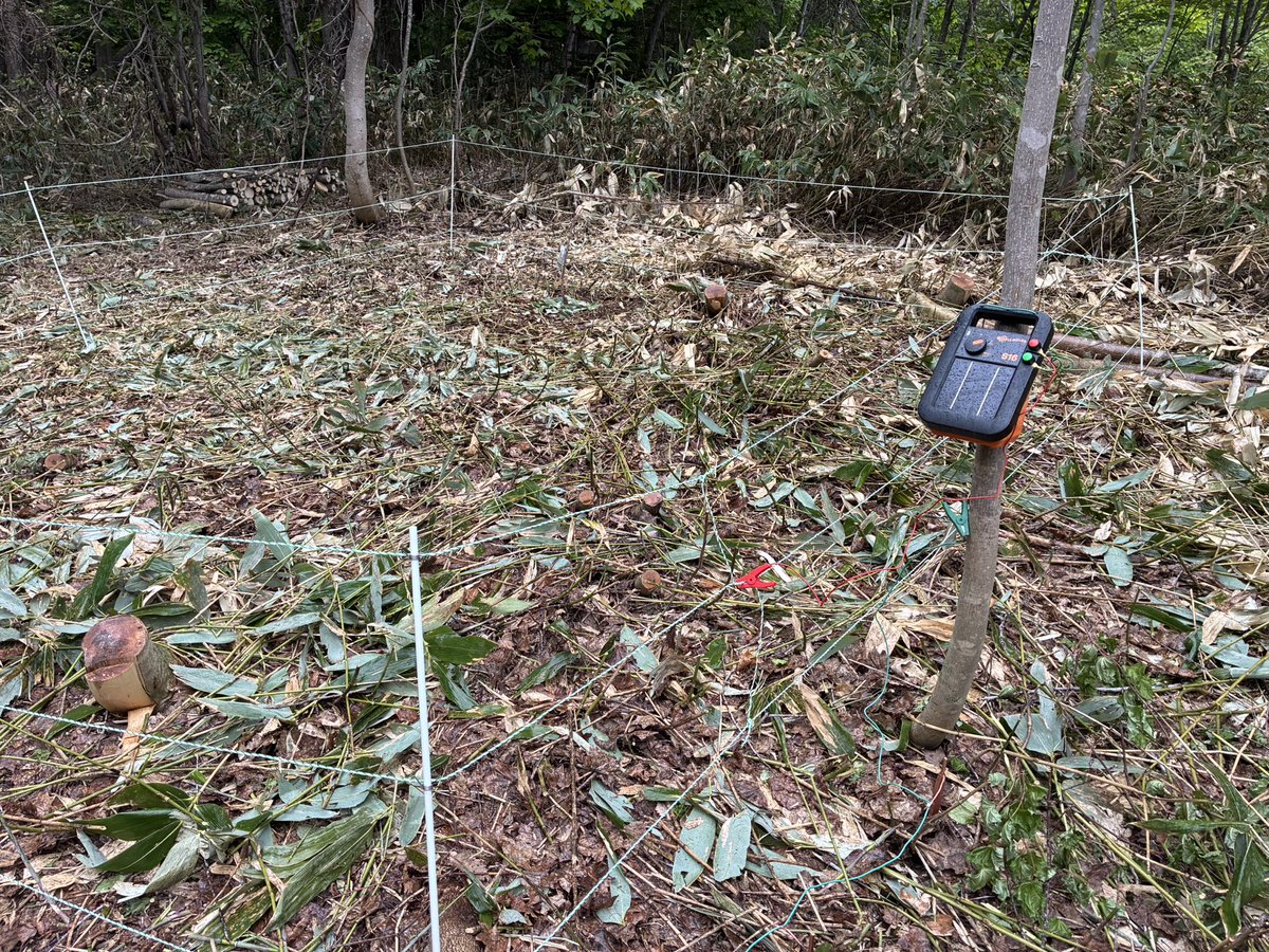 heiwafarm's tweet photo. 鬱蒼とした森を切り開き、梅の木の植え、電気柵を設置しました。
皆様お疲れ様でした。 https://t.co/B8QjtavK2R