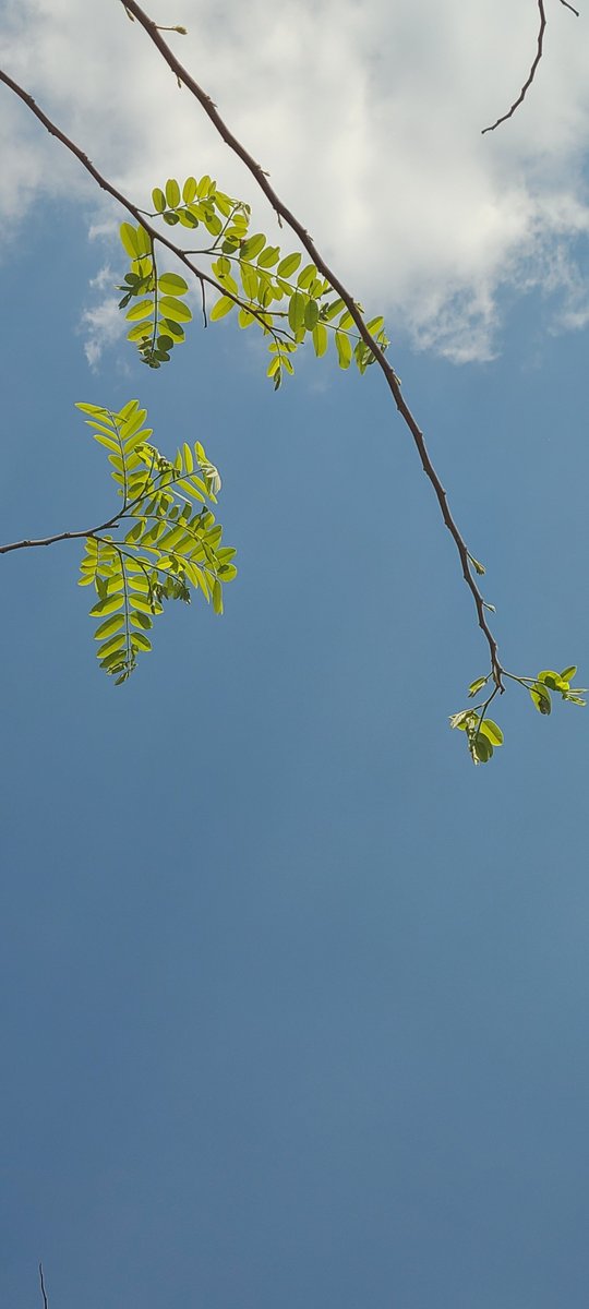 __yukkuri__'s tweet photo. The newness of that green against the blue sky. I wish there was a word for that. https://t.co/R4DsMX2K6B
