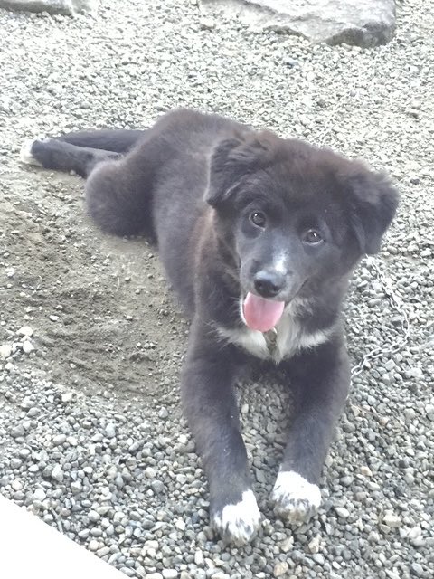 LilyAnimalComm's tweet photo. お話し中 ショコちゃん https://t.co/uwCpPWIBeq