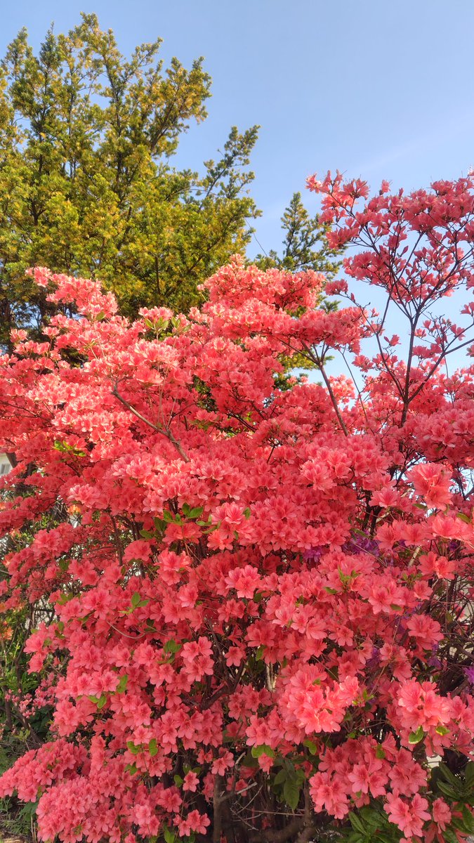 はなくろ tweet media